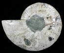 Wide Polished Ammonite Fossil Dish #29157-2